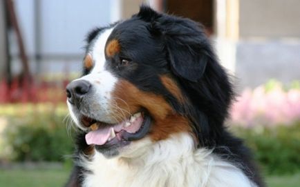 Câine de munte Bernese sau câine ciobănesc Bernese - rasă de câini
