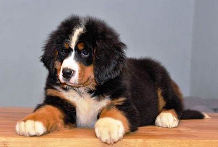 Câine de munte Bernese sau câine ciobănesc Bernese - rasă de câini