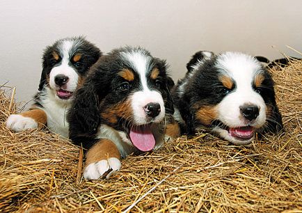 Câine de munte Berner - Zooinform City