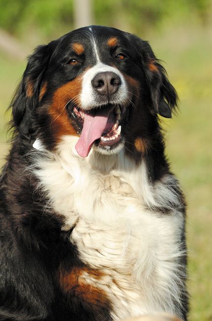 Câine de munte Berner - Zooinform City