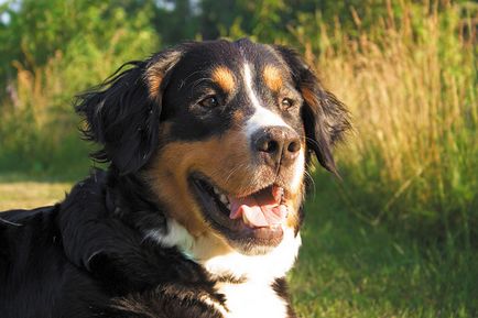 Câine de munte Berner - Zooinform City