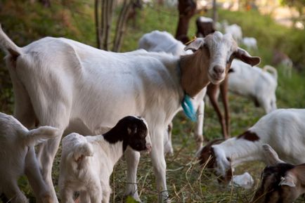 Afacerea în lapte de vânzare lapte de capră