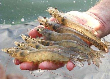 Cresterea crevetilor de companie - vismar aqua - acvacultura pentru toata lumea!