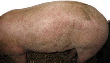 Boala Aujeszky la simptomele porcilor, tratament, fotografie