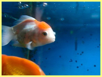 Хвороби акваріумних риб фото і їх лікування - господар дачі
