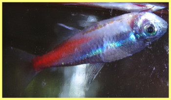 Boli de fotografie de pește de acvariu și tratamentul lor - gazdă gazdă