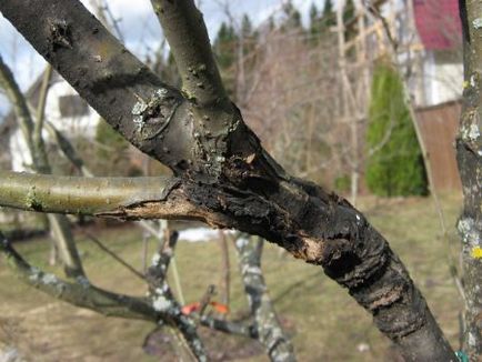 Хвороби кори яблуні що робити, лікування, фото