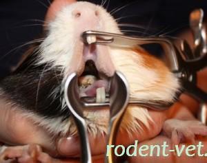 Хвороби зубів (дентальні захворювання), морська свинка будинку