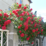 Болгарська троянда
