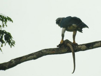 Great or South American harpy (Lat