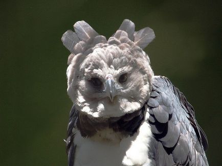 Great or South American harpy (Lat