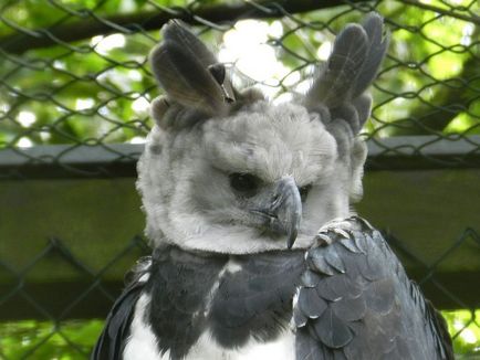 Great or South American harpy (Lat