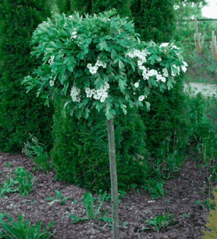 Hawthorn, gyönyörű ötletek a kertben