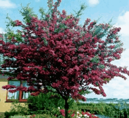 Hawthorn, gyönyörű ötletek a kertben