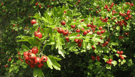 Hawthorn, gyönyörű ötletek a kertben