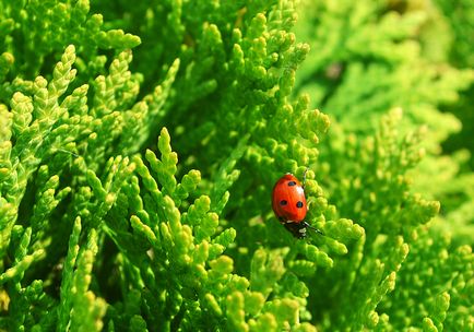 Imagini și descrieri de ladybug, vizionări, fotografii de ladybugs și larve și păpuși