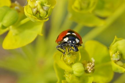 Imagini și descrieri de ladybug, vizionări, fotografii de ladybugs și larve și păpuși