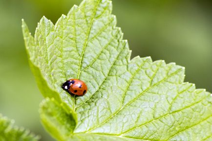 Imagini și descrieri de ladybug, vizionări, fotografii de ladybugs și larve și păpuși