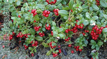 Cowberry - proprietati utile, medicinale de frunze si fructe de padure, contraindicatii