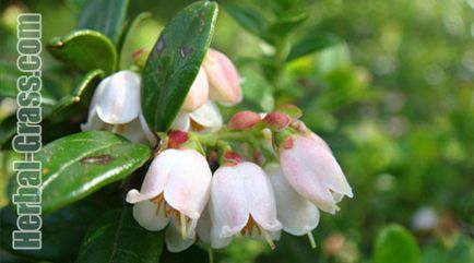 Cowberry - proprietati utile, medicinale de frunze si fructe de padure, contraindicatii