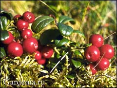 Lingonberry în natură și în grădină