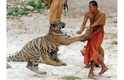 Буддійський монастир-притулок для тигрів
