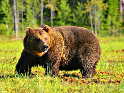 Бурий ведмідь, проживання, харчування, розмноження