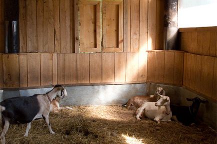 Cerințe de îngrijire a caprelor pentru caprine, pepiniere și alte tipuri de jgheaburi de hrănire