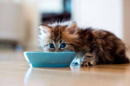 Чим і як годувати кошеня віку 1 або 2 місяці - поради експертів