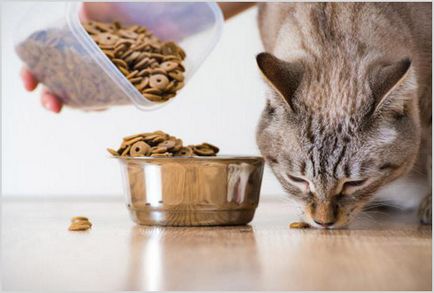 Ce trebuie să hrănești o pisică sau o pisică și de câte ori trebuie să faci asta