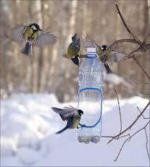 Чим годувати птахів (синиць, горобців) взимку