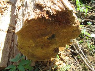 Чим можна знищити грибок, що розростається в зрубі дерев'яного будинку