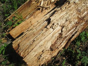 Чим можна знищити грибок, що розростається в зрубі дерев'яного будинку