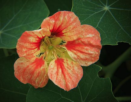 A takarmány Ipomoea a bőséges virágzást