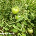 A takarmány paprika egy üvegházban eszközök és receptek, vendégház