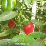 A takarmány paprika egy üvegházban eszközök és receptek, vendégház