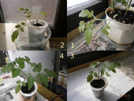 Живцювання розсади томатів, екологічно чисті насіння