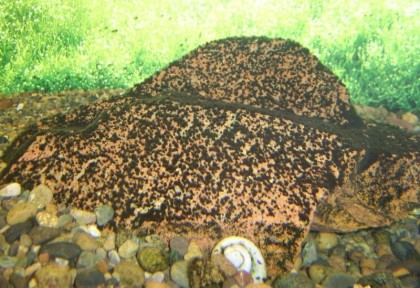 Чорна борода водорість в акваріумі, перекис водню, акваріумні рибки