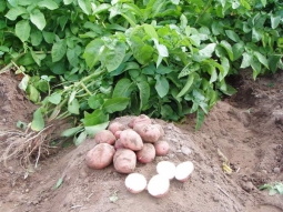 Ce să faci cu vârfurile de cartofi după recoltare