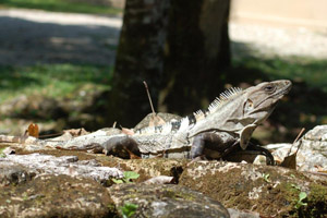 Ce și cum să mâncați pește, fauna pământului