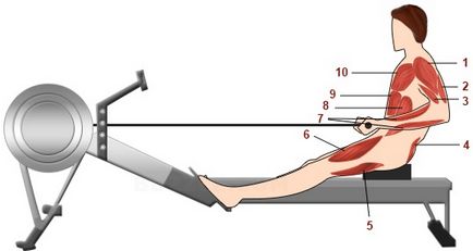 Що качає гребний тренажер які м'язи працюють на гребному тренажері