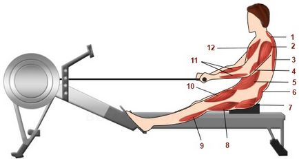 Ниви на гребен тренажор какво мускули работят по гребане машина