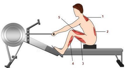 Що качає гребний тренажер які м'язи працюють на гребному тренажері