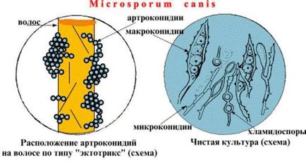 Ce este ringworm în pisici metode de diagnostic și de tratament