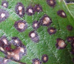 Що за хвороба смородини, коли в кінці літа в пазухах листків сильно збільшуються нирки