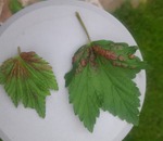 Що за хвороба смородини, коли в кінці літа в пазухах листків сильно збільшуються нирки
