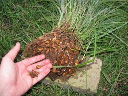 Chufa de plantare și îngrijire a migdalei de pământ, fotografie de creștere