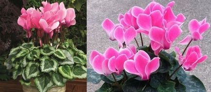 Cyclamen de îngrijire la domiciliu, flori-blog