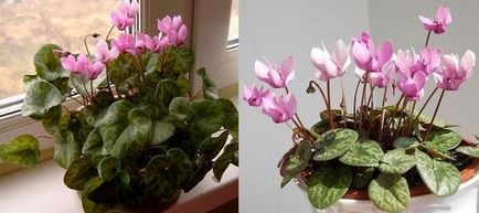 Cyclamen de îngrijire la domiciliu, flori-blog