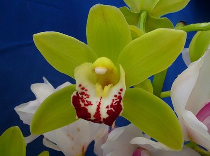 Cymbidium fotografie, specie, crescând din semințe și îngrijire la domiciliu